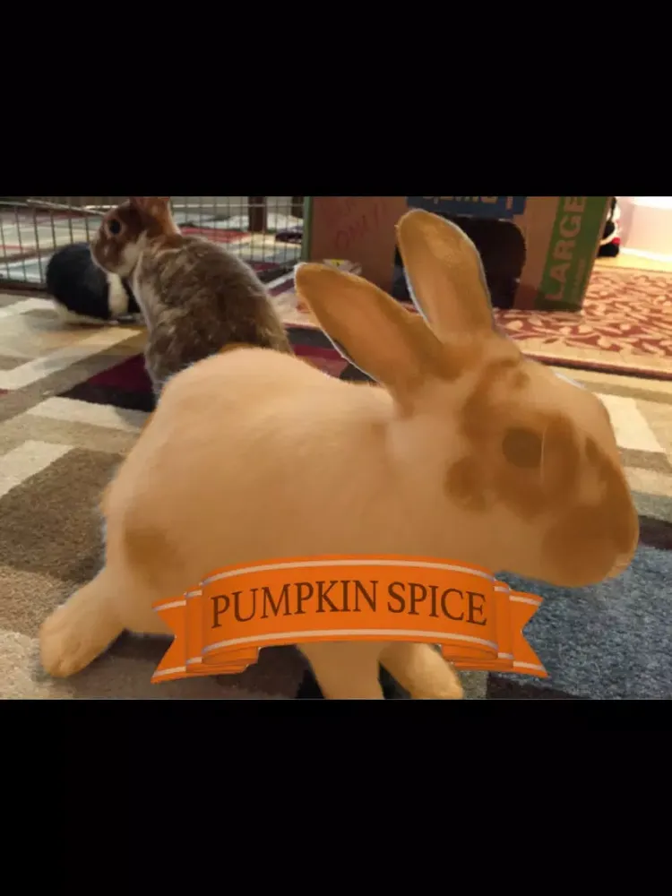 Скриншоты Pumpkin Spice It iPad 