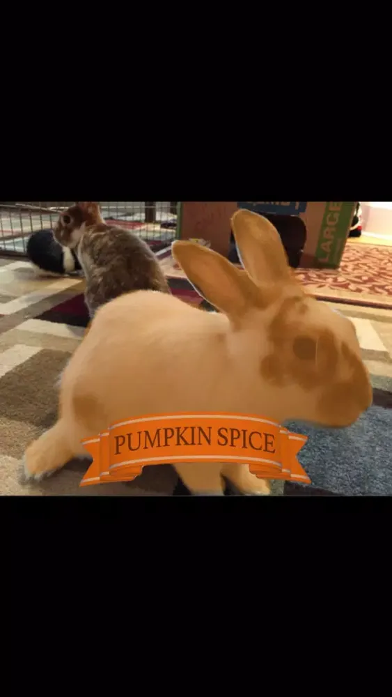 Скриншоты Pumpkin Spice It