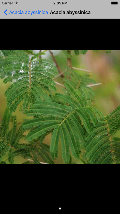 Uganda Trees Screenshots