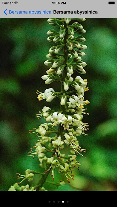 Capturas de pantalla de Useful Trees of East Africa