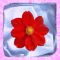 Icy Flower