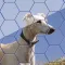 Dogs Jigsaw! - Hexa Puzzle