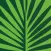 Arbolapp Canarias