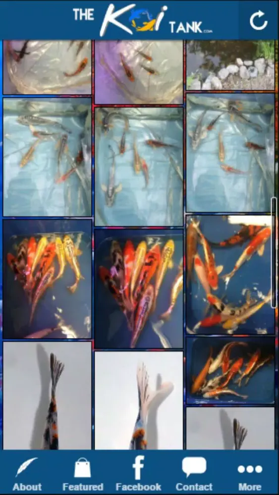 صور The Koi Tank