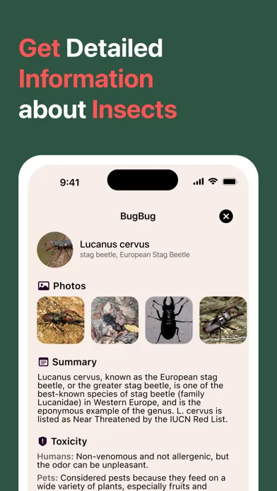 Tangkapan layar AI Insect Identifier: BugBug