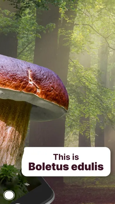 AI Mushroom Identifier App Ekran Görüntüleri