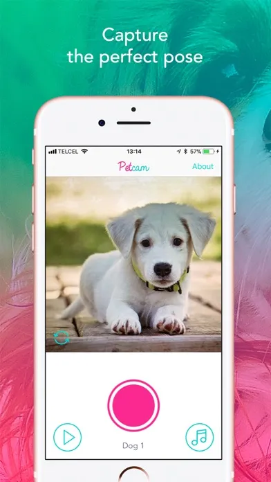 ภาพหน้าจอของ Petcam - Pet Camera