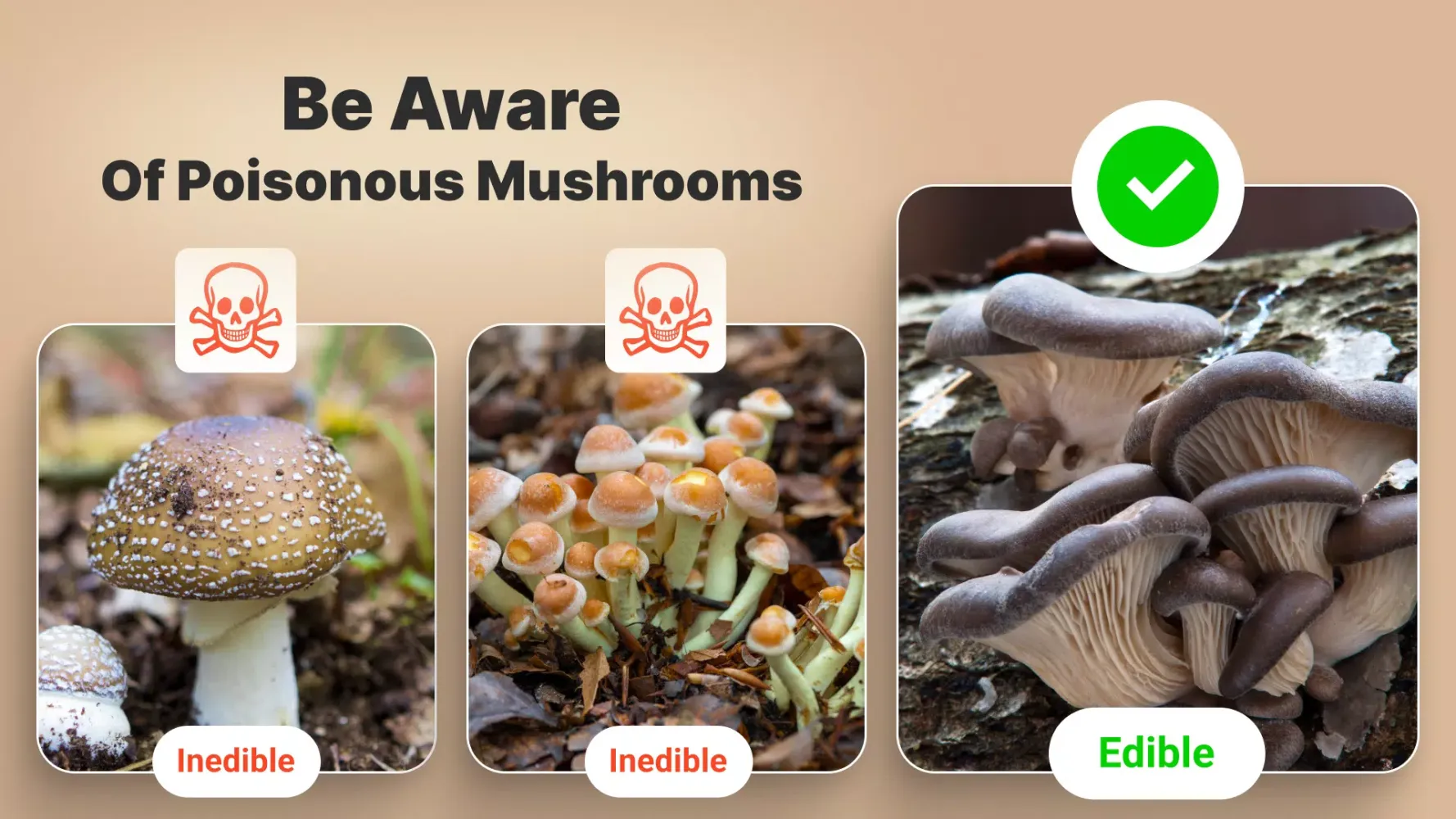 Mushroom Identification应用截图