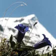 The colorful world of alpine flowers The colorful world of alpine flowers