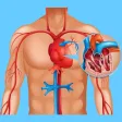 Cardiovascular System Quizzes Cardiovascular System Quizzes
