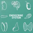 Endocrine System Quizzes Endocrine System Quizzes