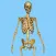 Skeletal System Quizzes