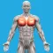 Muscle System Anatomy