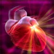 Cardiovascular System Trivia Cardiovascular System Trivia