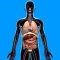 Human Anatomy Quizzes