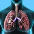 Respiratory System Trivia Respiratory System Trivia