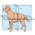 Veterinary Anatomy Quizzes