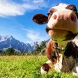 Colostrum Colostrum