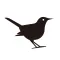 Aboutbirds