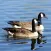 Canadian Birds