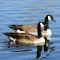 Canadian Birds