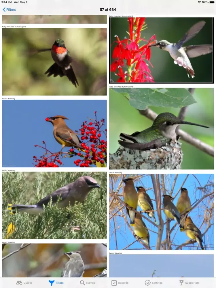 Screenshot di Canadian Birds iPad 