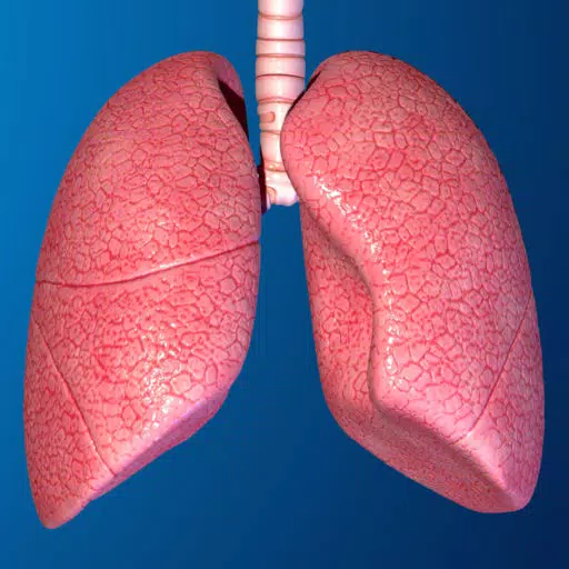 Human Body Parts : Lungs Quiz