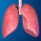 Human Body Parts : Lungs Quiz