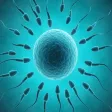 Reproductive Medical Terms Reproductive Medical Terms
