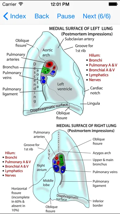 Captures d'écran de Anatomy Thorax and Abdomen