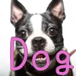 犬種クイズDog breed Quiz 犬種クイズDog breed Quiz