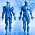 Cool Anatomy Facts