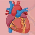 Learn Cardiovascular System