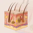 Learn Integumentary System Learn Integumentary System