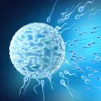 Male Reproduction System Male Reproduction System