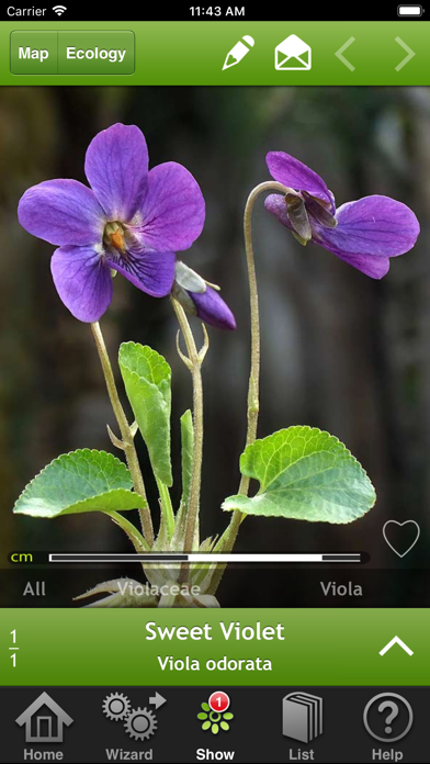 Wild-flowers Screenshots