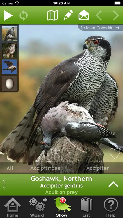 Captures d'écran de Birds of Britain and Europe