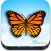 Indian Butterflies
