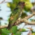 Vietnam Birds (plus)