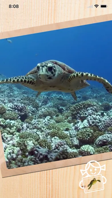 Capturas de tela do Rolf AR Life of the Sea Turtle