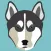 My Alaskan Malamute