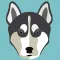 My Alaskan Malamute