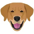 My Chesapeake Bay Retriever