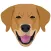 My Chesapeake Bay Retriever