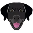 My Flat Coated Retriever