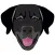 My Flat Coated Retriever