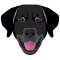 My Flat Coated Retriever