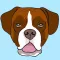 My Boxer App