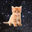 Space Kitties - funny game that makes you save kittens by tapping Space Kitties - funny game that makes you save kittens by tapping