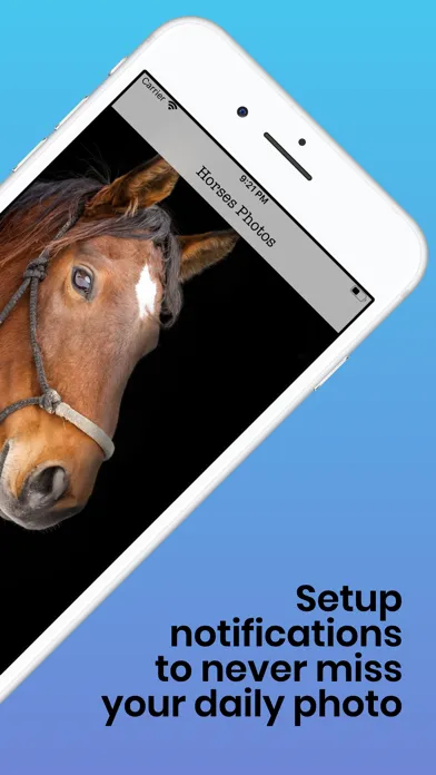صور Horses Photos